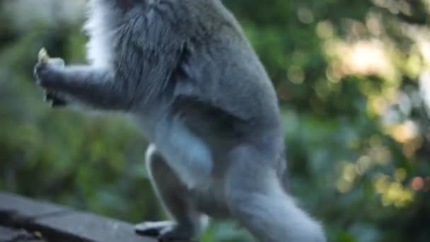 スローモーションインドネシアのバリで美しいバリのロングテールの猿の一人のショットを開催しました サルたちは観光客がピーナッツとバナナを食べるのを待っている — ストック動画