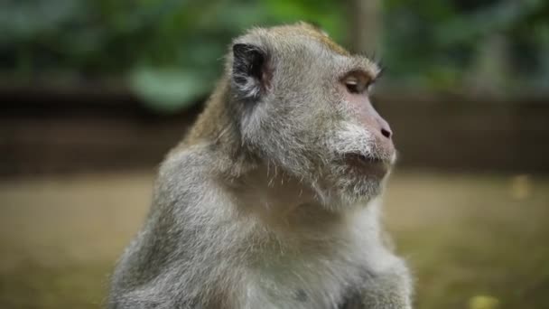 Slow Motion Foto Portátil Dos Belos Macacos Cauda Longa Balineses — Vídeo de Stock