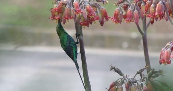 Een Mannelijke Malachiet Zonnevogel Die Zich Voedt Met Sappige Bloemen — Stockvideo