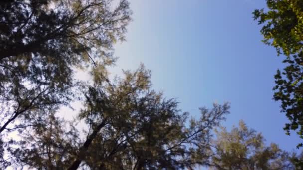 Bluring Τοπίο Panning Θέα Μέχρι Δέντρο Στον Ουρανό Αργά Κάμερα — Αρχείο Βίντεο