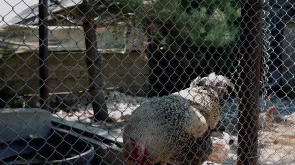 Gallo Cerrado Pasarela Gallinero Grande Vista Través Una Rejilla Metálica — Vídeo de stock