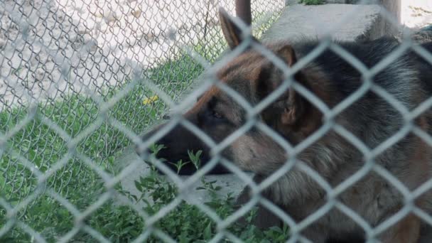 Sad Dog Lies Ground Cage German Shepherd View Metal Grid — Stock Video