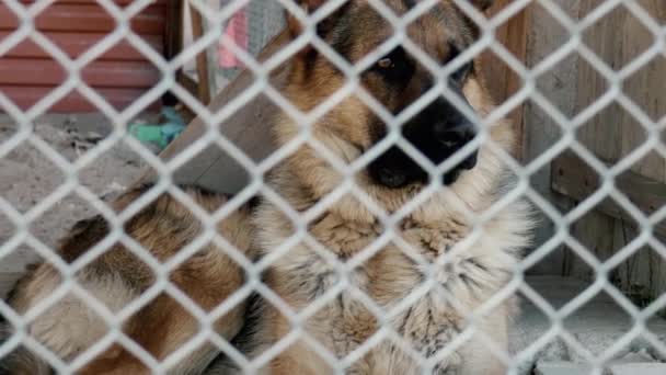 Pies Siedzi Zamknięty Metalowej Klatce Owczarek Niemiecki Widok Przez Metalową — Wideo stockowe