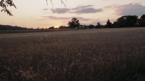 Una Cosechadora Que Conduce Distancia Durante Puesta Del Sol Tiempo — Vídeos de Stock