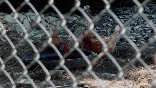 Los Pollos Gallo Están Bebiendo Agua Cerrado Pasarela Gallinero Grande — Vídeo de stock