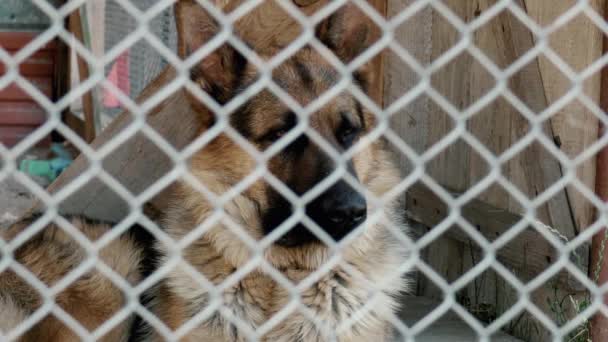 Smutny Pies Siedzi Zamknięty Metalowej Klatce Owczarek Niemiecki Mruga Widok — Wideo stockowe