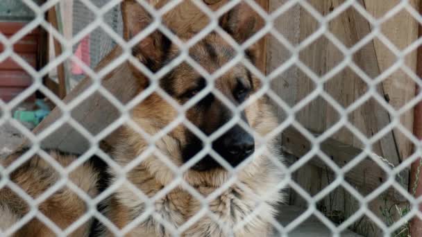 Perro Triste Sienta Encerrado Una Jaula Metal Pastor Alemán Parpadea — Vídeos de Stock