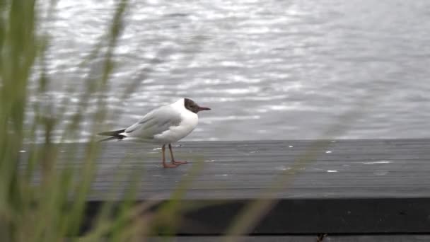 Static Close Shot Black Headed Gull Dock Slow Motion Whip — Stock Video