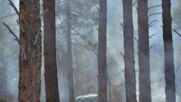 Olas Calor Humo Durante Incendio Forestal — Vídeos de Stock