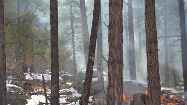 Fuego Nieve Suelo Del Bosque — Vídeos de Stock