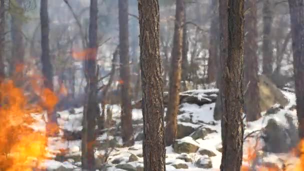 Olas Calor Llamas Incendio Forestal Invierno — Vídeos de Stock