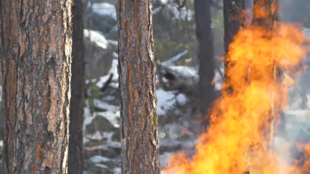 森林火災における大きな炎と熱波 — ストック動画