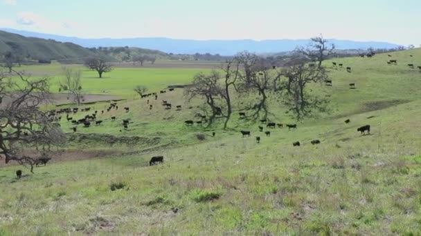 Bétail Est Loin Dans Distance Comme Une Fourmi Poussant Vers — Video