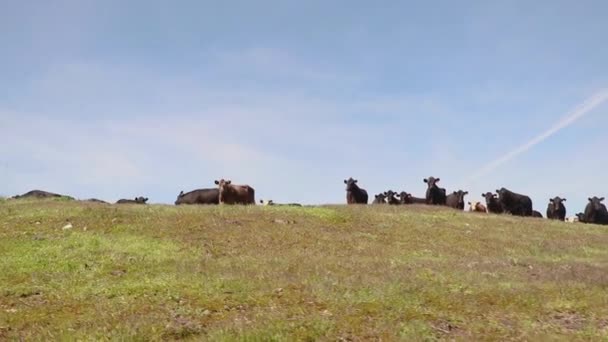 Nötkreatur Tittar Över Kanten Kulle När Kameran Backar Och Väcker — Stockvideo