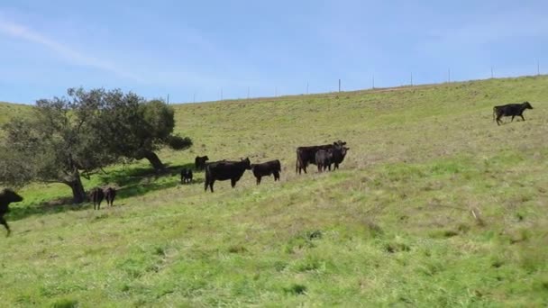 Gado Preto Corre Através Moldura Seu Pasto Verde — Vídeo de Stock