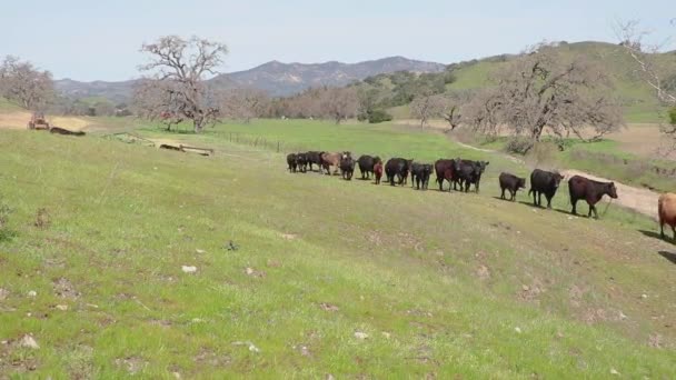 牛群冲下小山 却放慢了速度 徒步走完了他们的旅程 — 图库视频影像