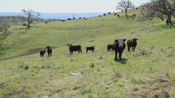 白い顔の牛はカメラを見ながら遠くの放牧中の牛は彼らの日について — ストック動画