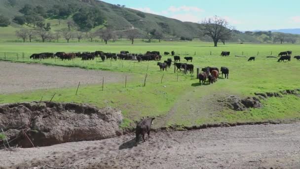 Los Últimos Ganados Caminan Través Del Camino Grava Para Llegar — Vídeo de stock