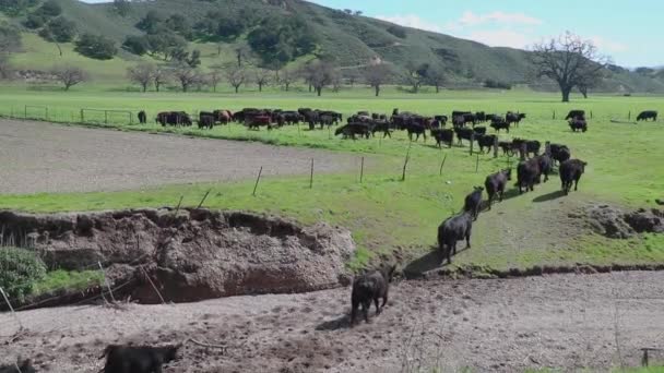 Βοοειδή Διασχίζουν Ένα Χωματόδρομο Για Βόσκουν Ειρηνικά Στην Άλλη Πλευρά — Αρχείο Βίντεο