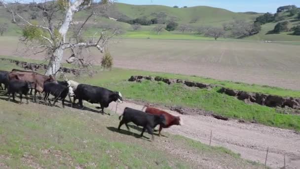 Bestiame Corre Leggermente Lungo Una Collina Verdeggiante Tenere Passo Con — Video Stock