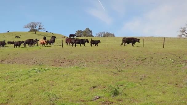 Uzamčené Záběry Dobytka Kráčejícího Druhé Straně Ostnatého Drátěného Plotu Jejich — Stock video