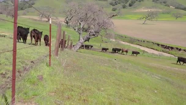 Cámara Sigue Cerca Alambre Púas Como Ganado Lima Pasto Verde — Vídeo de stock