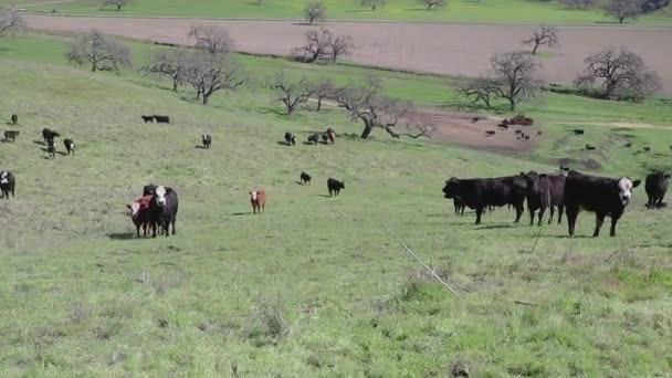 Fotocamera Inclina Verso Basso Mostrando Bestiame Fino Quando Erba Occupa — Video Stock