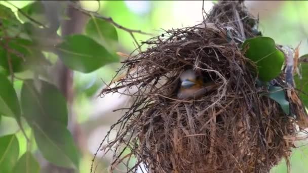 タイ国内外で有名な鳥です コミカルな色の鳥 そしてとても広い法案は それを見て面白い鳥です — ストック動画