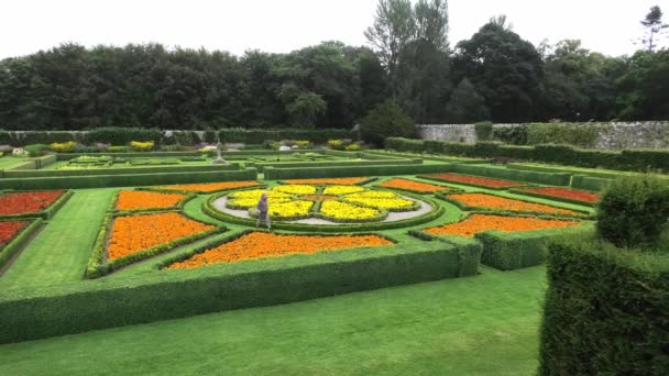 Bayan Pitmedden Garden Aberdeenshire Resmi Çiçek Yataklarında Dolaşıyor — Stok video