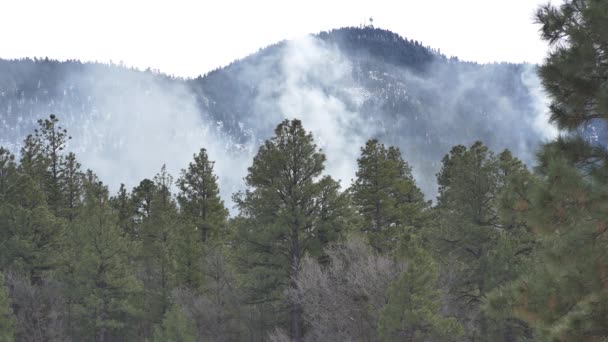 Fumo Bianco Che Sale Una Foresta Montagna — Video Stock