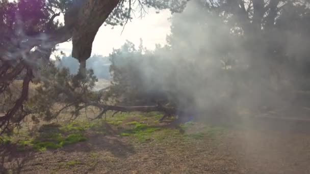 Push Tree Branch Other Foliage Smoke Blows Forest — Stock Video