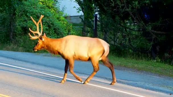 Gran Alce Caminando Través Carretera Pequeña Ciudad Columbia Británica Canadá — Vídeos de Stock