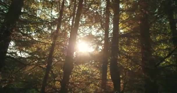 Skov Træer Gennem Bilvinduet – Stock-video