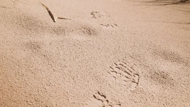 砂の砂丘でハイカーの足跡の閉鎖ショット カメラは足跡をたどって上に傾いていて砂丘の風景を見せています — ストック動画