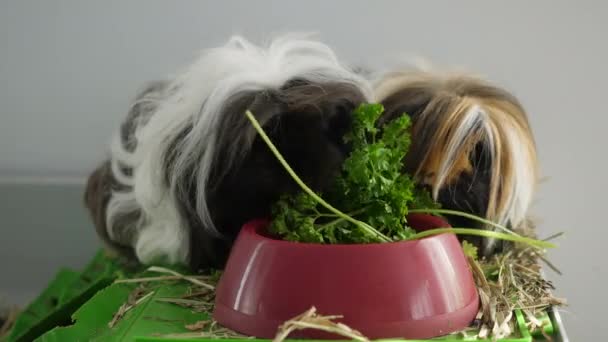 两只可爱的长发豚鼠吃着红碗里的欧芹 — 图库视频影像