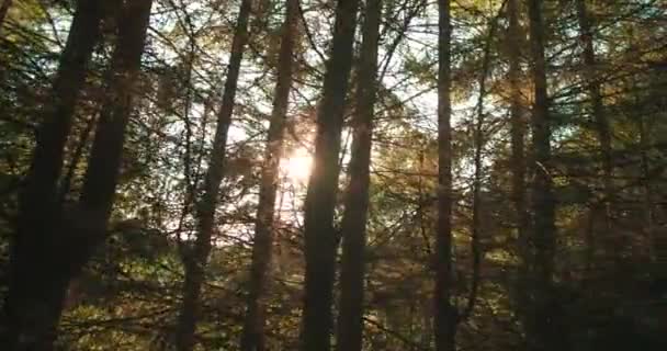 Bossen Bomen Door Het Autoraam — Stockvideo