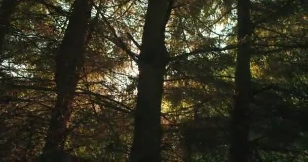 Forrest Och Träd Genom Bilrutan — Stockvideo