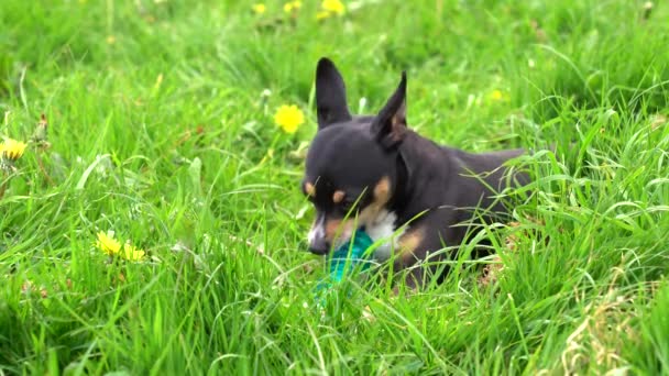 Søt Hund Som Tygger Leketøy Gresset Område Med Løvetann – stockvideo