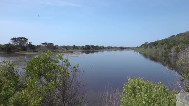 Uccelli Insetti Sciamano Intorno Bordo Della Palude Pesce Mescola Acqua — Video Stock