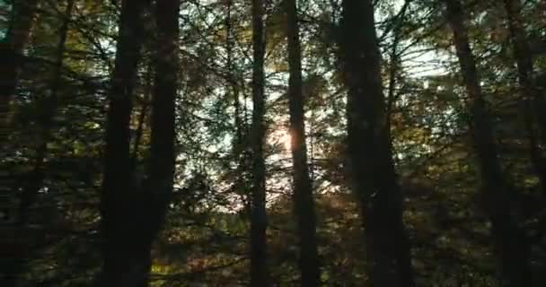 Arabanın Camından Orman Ağaçlar Geçiyor — Stok video
