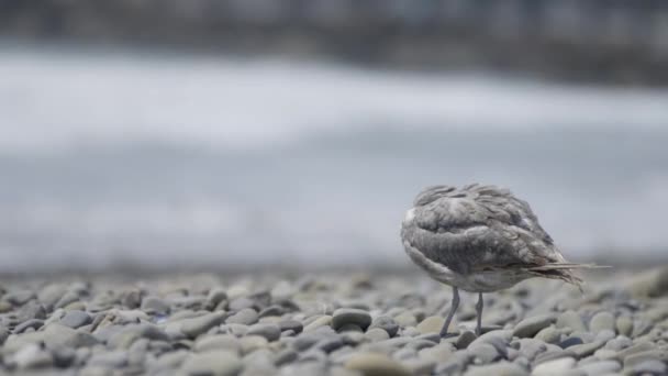 Gaviota Levanta Cabeza Hermoso Lento Mirando Hacia Fuera Sobre Playa — Vídeo de stock