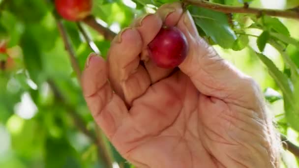 Hand Plukken Rijpe Kleine Pruimen Takken Close Met Mooie Verlichting — Stockvideo