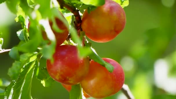 Plum Kecil Matang Pada Cabang Menutup Dengan Pencahayaan Bagus — Stok Video