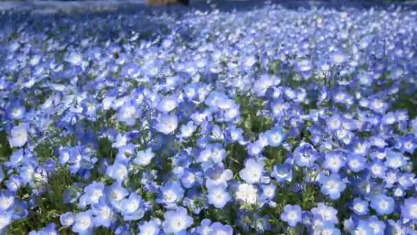 Gebied Van Blauwe Nemophila Bloem Blauwe Lente Bloem Hibiya Park — Stockvideo