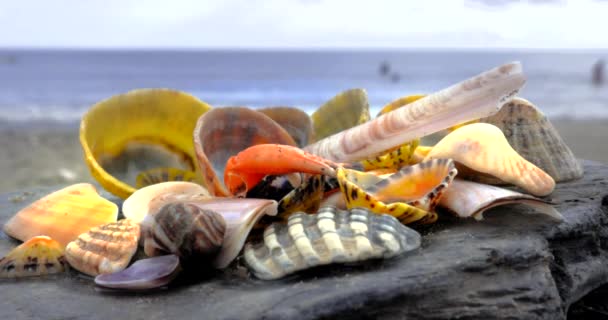 Barevný Umělecký Pohled Sbírku Seashells Statický Shot — Stock video