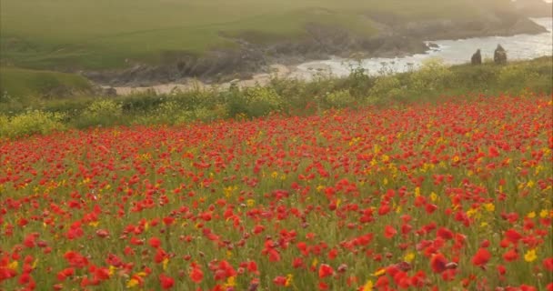 Relaxing View Beautiful Poppies Cornwall Coast Slo — Stock Video