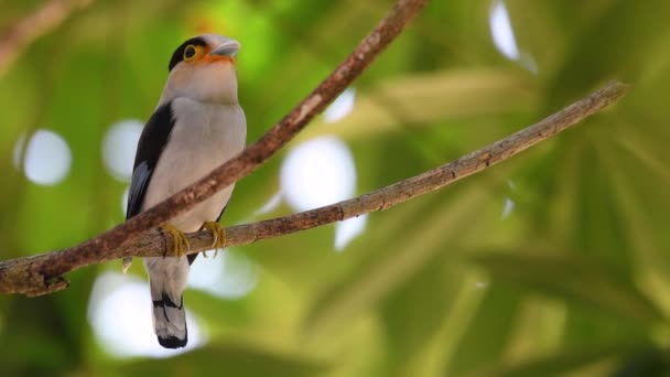 Broadbill Silver Breasted Pássaro Famoso Tailândia Tanto Local Internacional Pássaro — Vídeo de Stock