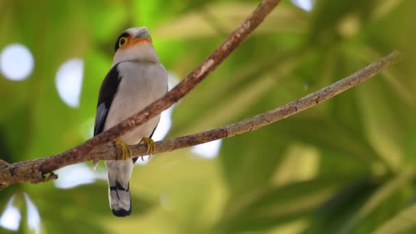 Broadbill Silver Breasted Pássaro Famoso Tailândia Tanto Local Internacional Pássaro — Vídeo de Stock