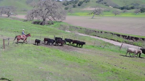 Medida Que Últimos Bovinos Passam Pelo Portão Cowboy Continua Empurrá — Vídeo de Stock