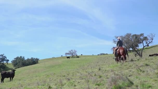 大きな牧草地で彼の牛に乗ってカウボーイの低角度ワイドショット — ストック動画